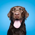 BORIS | Labrador Chocolate