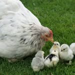 Love Chicken
