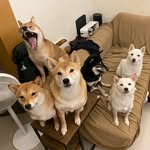 茶蛋一家