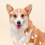 GOOGLE CORGI