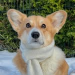 MAGGIE THE CORGI | Корги Мэгги