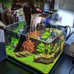 Saturn Shrimp & AquaScaping