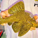 168 MY fish