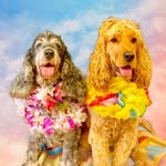 Winston & Betty | Cocker Spaniels
