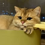 Cats | Cute | Kittens | Kitties |🐱
