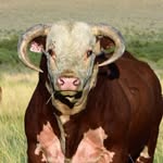 Johansen Herefords