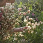 Lisa | wildly sown