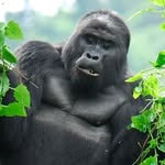 Gorilla Trekking in Rwanda