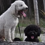 Ruby en Milo