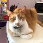 Veterinaria Paws of Love