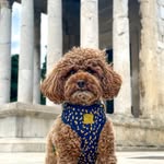 🐾 Nala 🐾 Red Toy Poodle