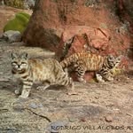 Seeking the Andean Wild Cats
