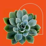 Cellar Door Plants