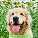 𝕆 ℝ𝔼𝕀ℕ𝕆 𝔻𝔼 𝕃𝕀𝕆ℕ 🦮🦁