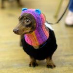 Schnitzelknits