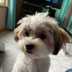 Thiago🐾
