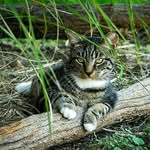 The Nobody's Cats Foundation