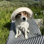 Ace the Jack Russell Terrier