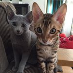 Buster And Olga