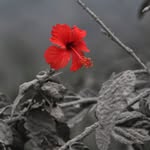Roni Bintang