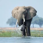 Elephant Ofins