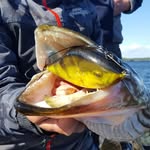 BIGGEST PIKE PAGE! 85K🔥🎣