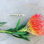 Summer & Jet