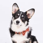 Gaston the Corgi 🐶