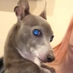 ToeyRiaii