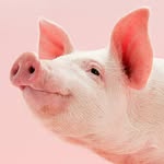 Pig 😋😋😋😋😋