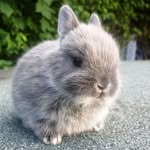 Bunny_daily 🐰💕
