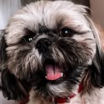 SHIH TZU DEE DEE • DOG TIPS & TRICKS • DOG ROUTINES