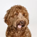 Oksi • Australian Labradoodle Boy