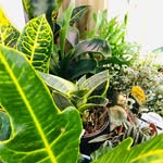 Sprout - Plant Store Calgary