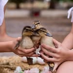 Hortet De la Figuera