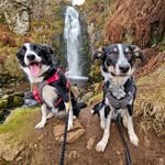 Ciri & Scout The Collies
