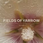 Fields of Yarrow • From soil-to-skin