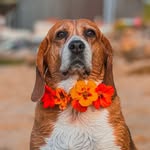Meggy_thebeaglegirl 💜