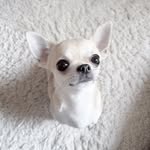 Poppy Malou