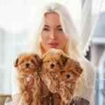 Maltipoo Teddy Pomeranian