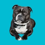 Hanne Kvam Ramberg | Staffy lover