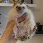 Erizos Hedgehog🦔