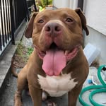 BOUNCE the Pit Bull