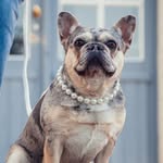 Claire The Diva | Frenchbulldog