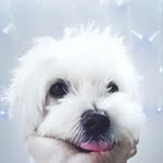 Lexus the Maltese 🇸🇬