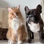 DASH 🐶 PHILIP 🦁