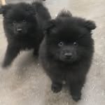Max and George