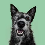 🐶 Heli Mäenpää 🐶