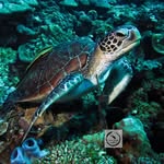 Turtle Divers
