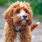 Cavapoo Dog